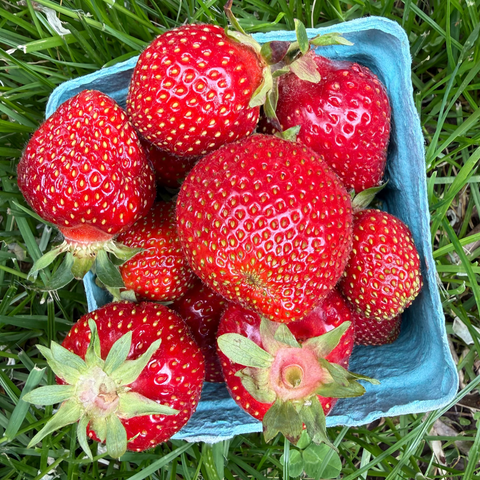 Strawberry Pre-Order