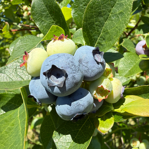 Blueberries - Pre-Order