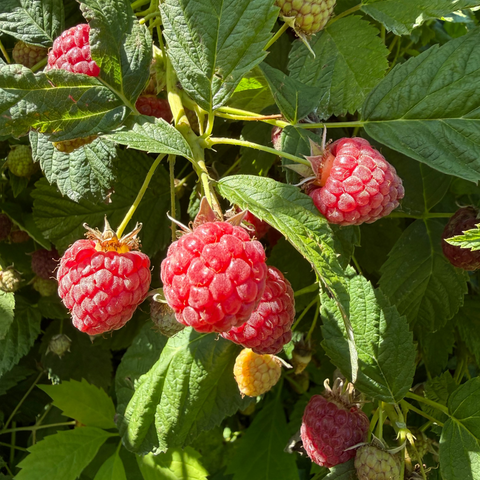 Red Raspberries - Pre-Order